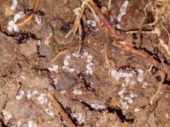 Austroponera castanea