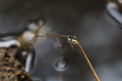 Pseudocopera