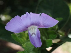 Barleria strigosa