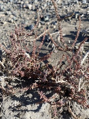 Reaumuria songarica