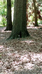 Sciurus carolinensis