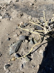 Anabasis brevifolia