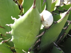 Agave margaritae
