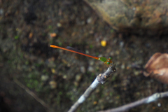 Ceriagrion auranticum