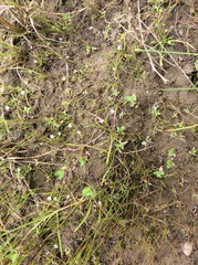 Limosella acaulis