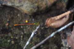 Ceriagrion auranticum