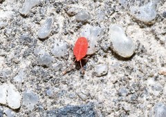 Erythraeoidea