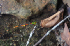 Ceriagrion auranticum