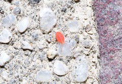 Erythraeoidea