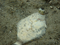 Pleuronichthys coenosus