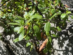 Bursera rupicola