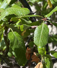 Bursera rupicola