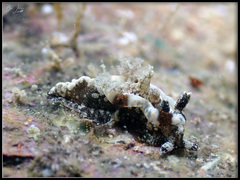 Goniodoris joubini