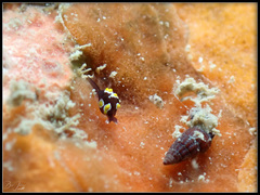 Colpodaspis thompsoni