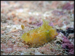 Plocamopherus pecoso