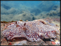Platydoris inframaculata