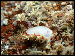 Goniobranchus rubrocornutus