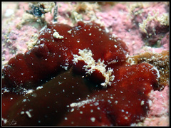 Platydoris sanguinea