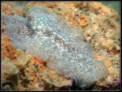Pericelis