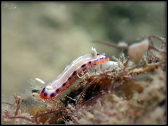 Goniobranchus setoensis
