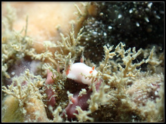 Verconia simplex