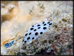 Phyllidia scottjohnsoni