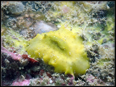 Sclerodoris apiculata