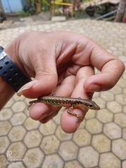 Sphenomorphus puncticentralis