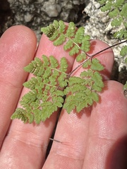 Myriopteris peninsularis peninsularis