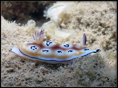 Goniobranchus leopardus