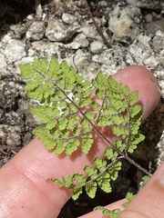 Myriopteris peninsularis peninsularis