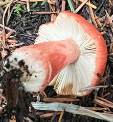 Russula americana