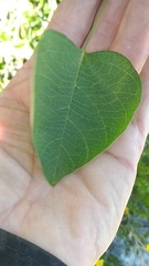 Ipomoea proxima