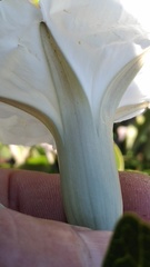 Ipomoea proxima