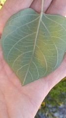 Ipomoea proxima