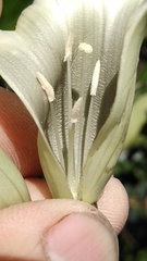 Ipomoea proxima