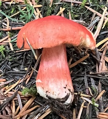 Russula americana