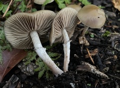 Psilocybe stuntzii