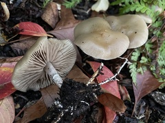 Psilocybe stuntzii