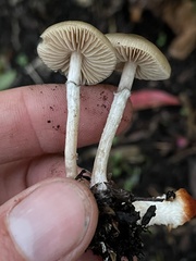 Psilocybe stuntzii