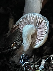 Psilocybe stuntzii