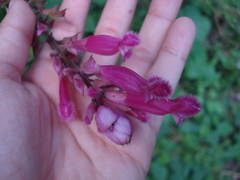 Salvia involucrata