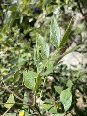 Senna villosa