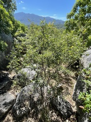 Senna villosa