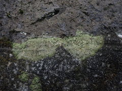 Bacidia subcerina