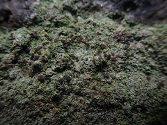 Bacidia subcerina