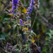 African Blue Catmint - Photo (c) Ad Konings, some rights reserved (CC BY-NC), uploaded by Ad Konings