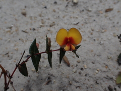 Platylobium triangulare