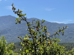 Bursera rupicola