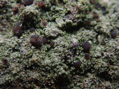 Bacidia subcerina